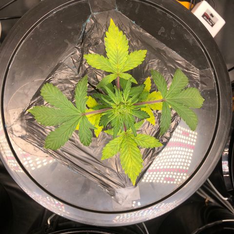 COP #1 growlog timeline photo