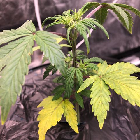 COP #1 growlog timeline photo