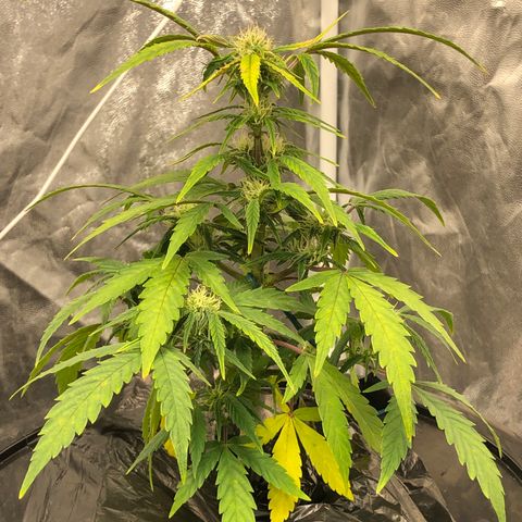 King’s Kush auto #1 growlog timeline photo