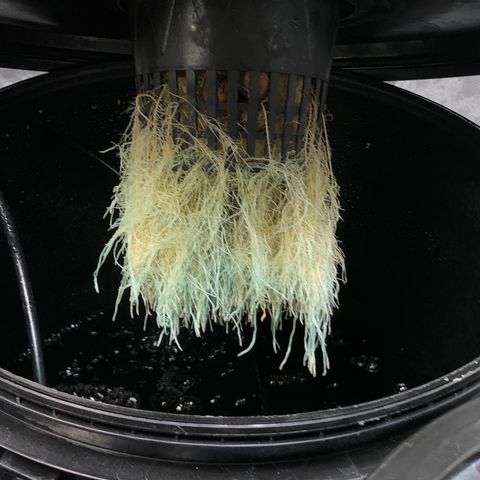 King’s Kush auto #1 growlog timeline photo