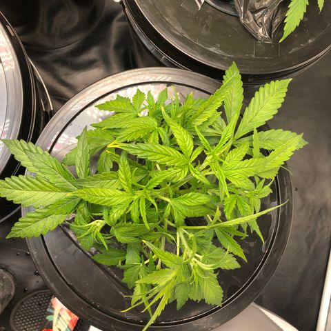 Cinderella Jack growlog timeline photo
