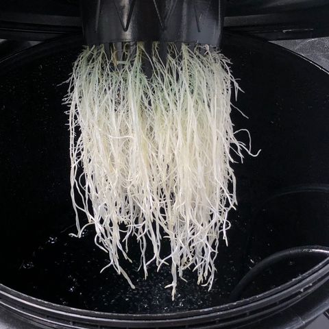 Cinderella Jack growlog timeline photo