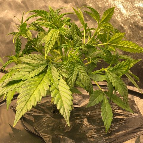 Cinderella Jack growlog timeline photo