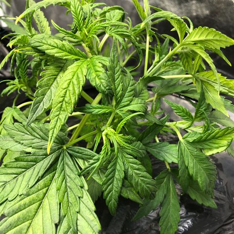 Cinderella Jack growlog timeline photo