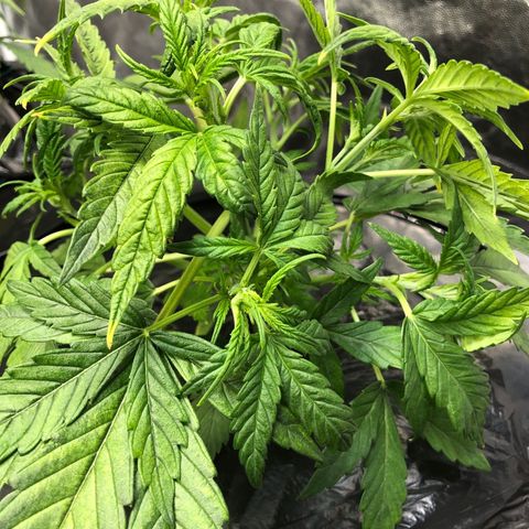 Cinderella Jack growlog timeline photo