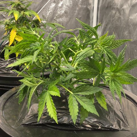 Cinderella Jack growlog timeline photo
