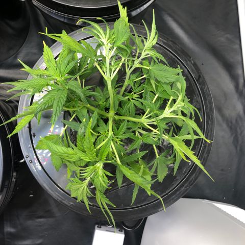 Cinderella Jack growlog timeline photo