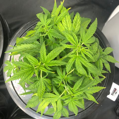 Cinderella Jack growlog timeline photo