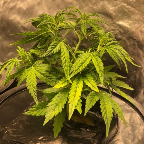 Cinderella Jack growlog timeline photo
