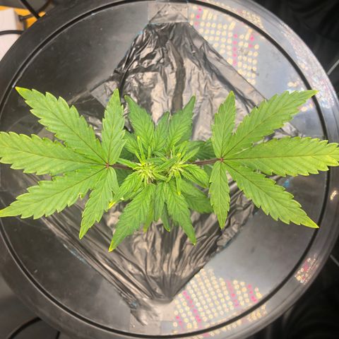 COP #1 growlog timeline photo