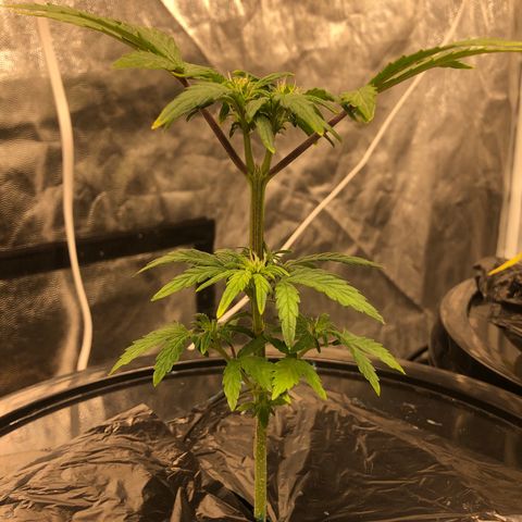 COP #1 growlog timeline photo