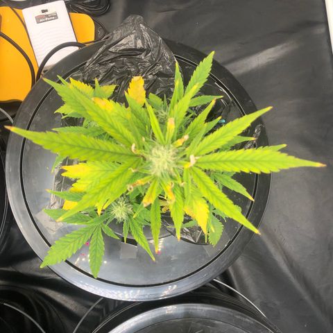 King’s Kush auto #1 growlog timeline photo