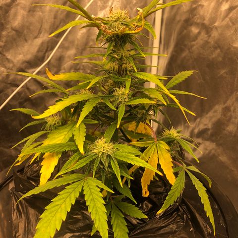 King’s Kush auto #1 growlog timeline photo