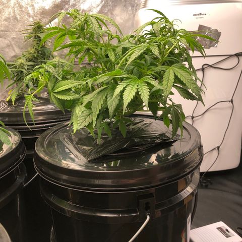Cinderella Jack growlog timeline photo