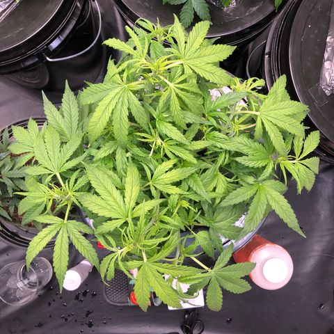 Cinderella Jack growlog timeline photo