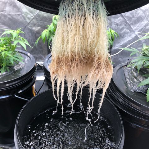 Cinderella Jack growlog timeline photo