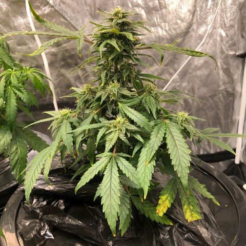 King’s Kush auto #1 growlog timeline photo