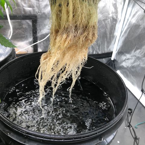 King’s Kush auto #1 growlog timeline photo