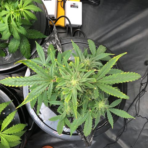 King’s Kush auto #1 growlog timeline photo