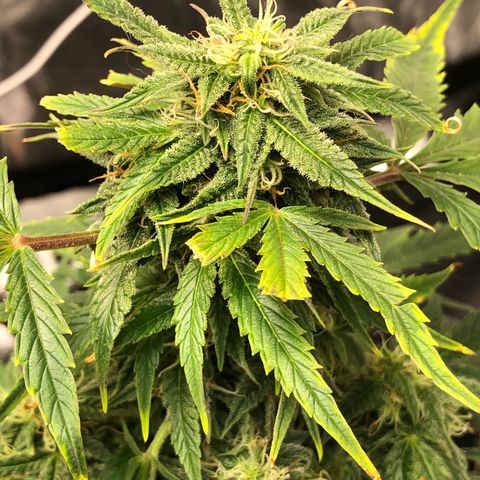 King’s Kush auto #1 growlog timeline photo