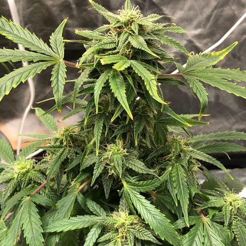 King’s Kush auto #1 growlog timeline photo