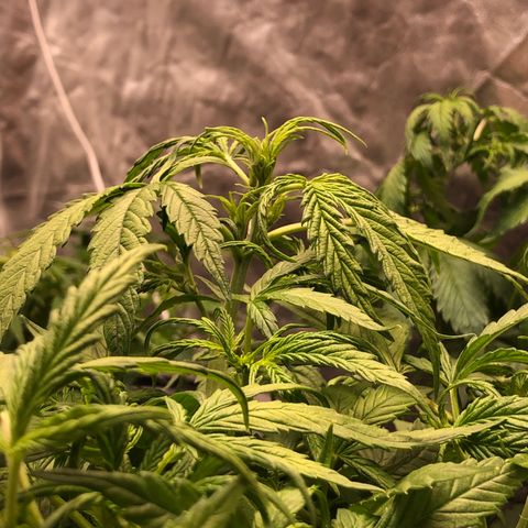Cinderella Jack growlog timeline photo