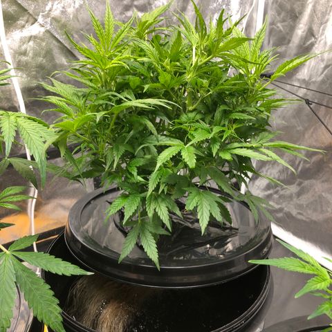 Cinderella Jack growlog timeline photo