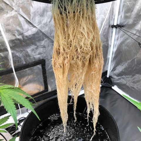 Cinderella Jack growlog timeline photo