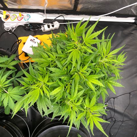 Cinderella Jack growlog timeline photo