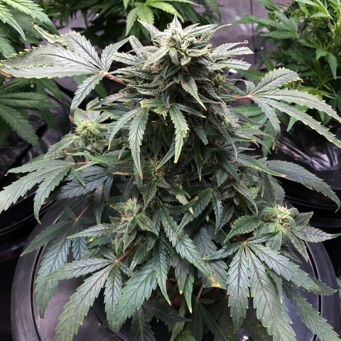King’s Kush auto #1 growlog timeline photo