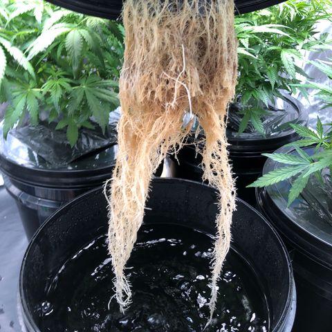King’s Kush auto #1 growlog timeline photo