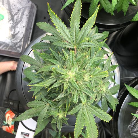King’s Kush auto #1 growlog timeline photo