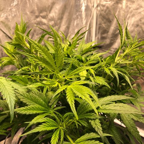 Cinderella Jack growlog timeline photo