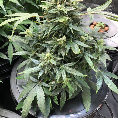 King’s Kush auto #1 growlog timeline photo