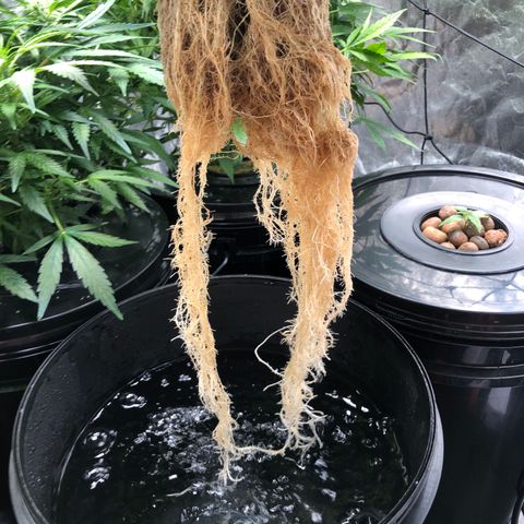 King’s Kush auto #1 growlog timeline photo