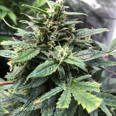 King’s Kush auto #1 growlog timeline photo