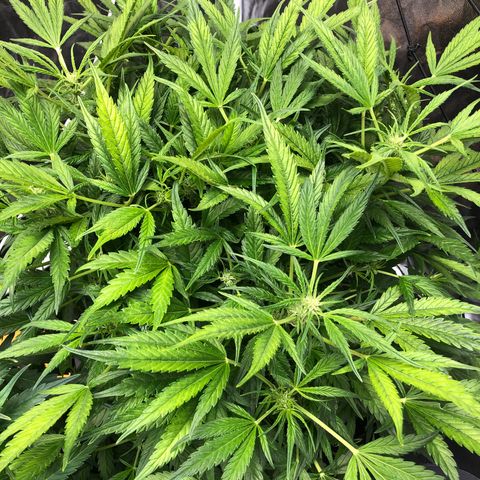 Cinderella Jack growlog timeline photo