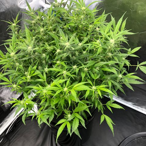 Cinderella Jack growlog timeline photo