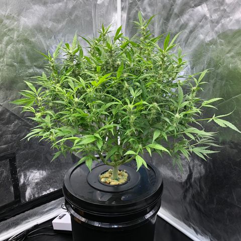 Cinderella Jack growlog timeline photo