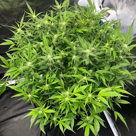 Cinderella Jack growlog timeline photo