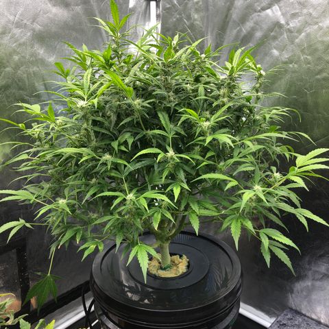 Cinderella Jack growlog timeline photo