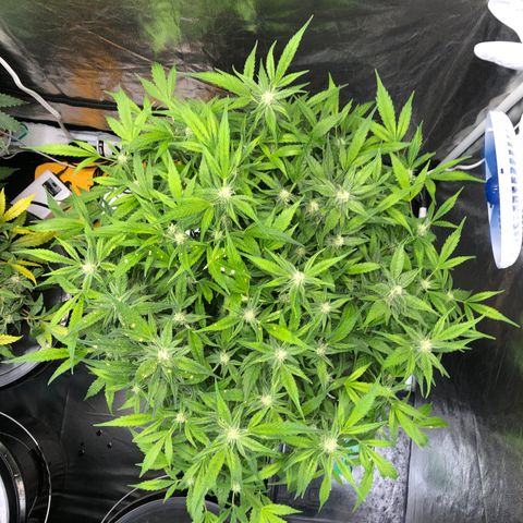 Cinderella Jack growlog timeline photo