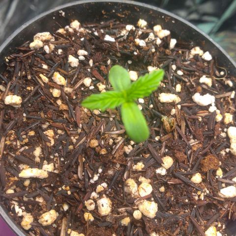 Lisbela growlog photo: Lindinha da mãe.
Lisbela - 3 dias