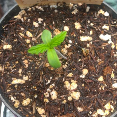 Lisbela growlog photo: Lindinha da mãe.
Lisbela - 3 dias