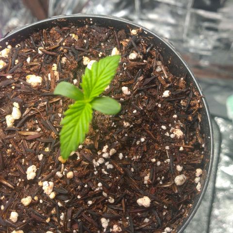 Sofie growlog photo: Amorzinho. 
Sofie - 4 dias 
