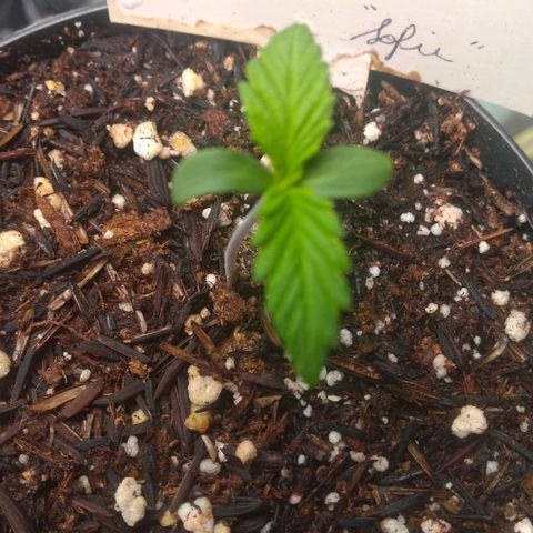 Sofie growlog photo: Amorzinho. 
Sofie - 4 dias 
