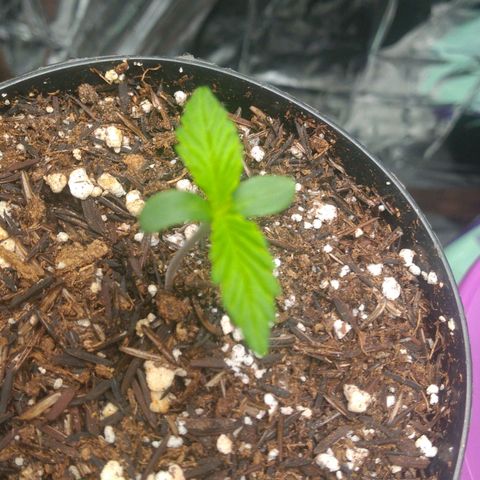 Sofie growlog timeline photo