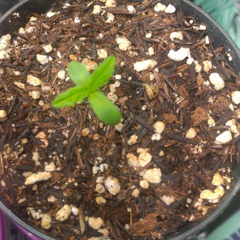 Lisbela growlog timeline photo