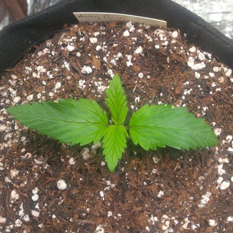Sofie growlog photo: Dia de transplante para o vaso de 7 litros definitivo