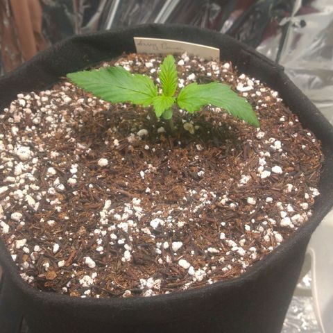 Sofie growlog photo: Dia de transplante para o vaso de 7 litros definitivo